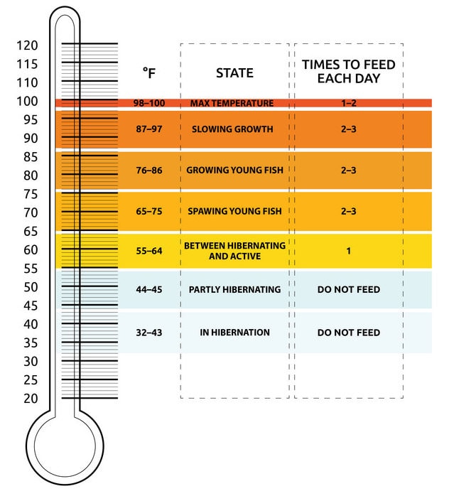 goldfish temperature chart