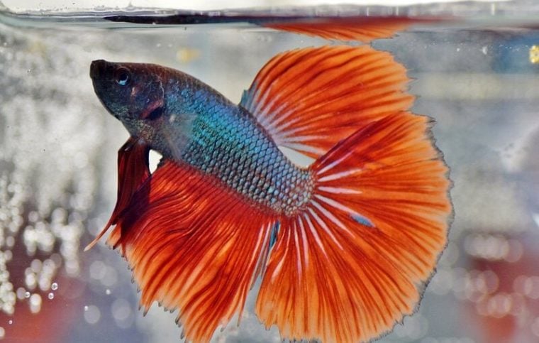 Hepper Fish Betta Fish Swimming Erratically: 6 Vet-Approved Reasons | Hepper Pet ...