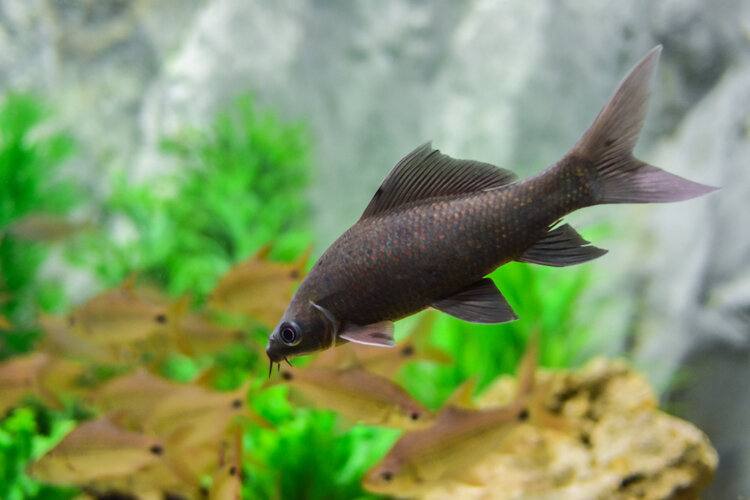 black shark