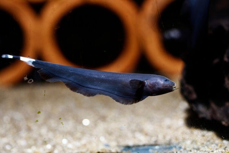 black ghost knife fish