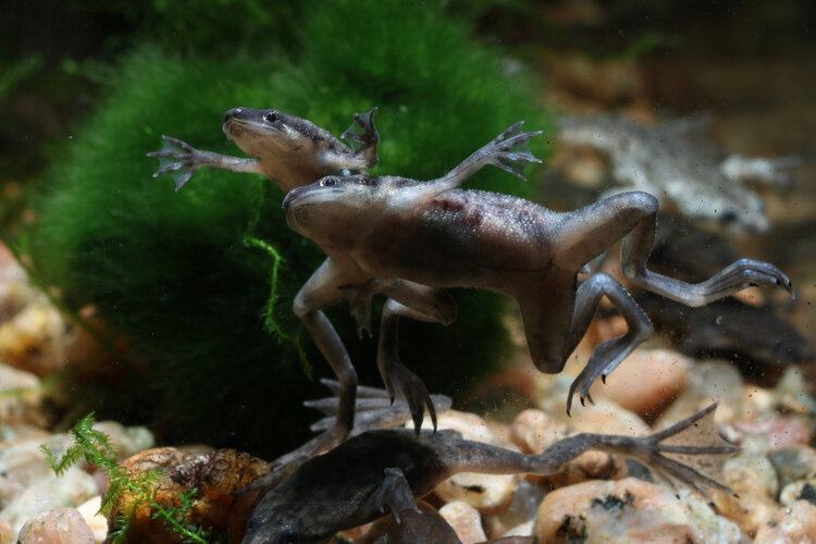 two african dwarf frogs
