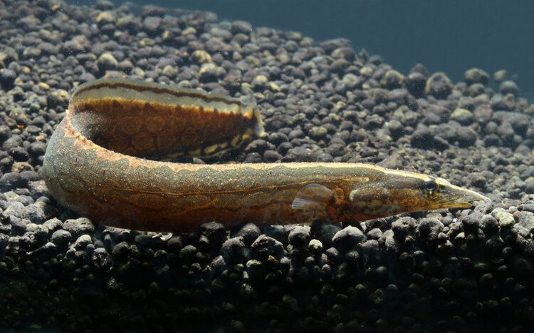 tire track eel