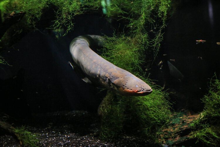 electric eel