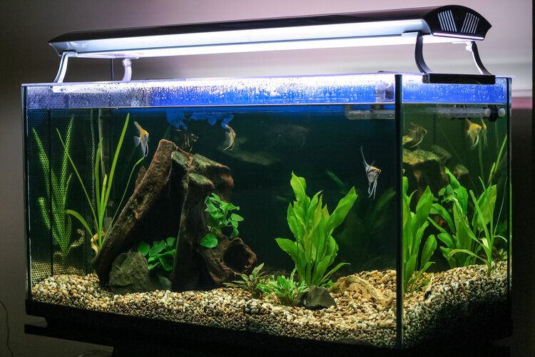 aquarium bright lights