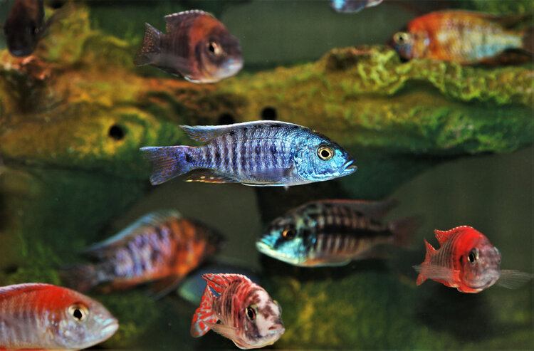 colorful cichlid
