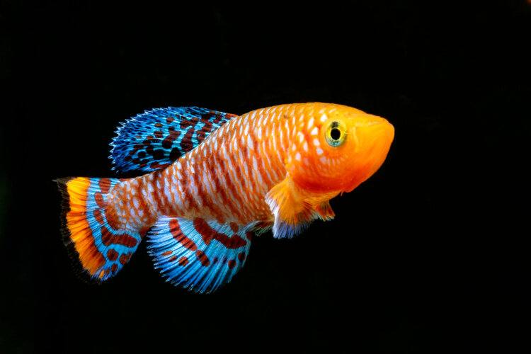 colorful killifish