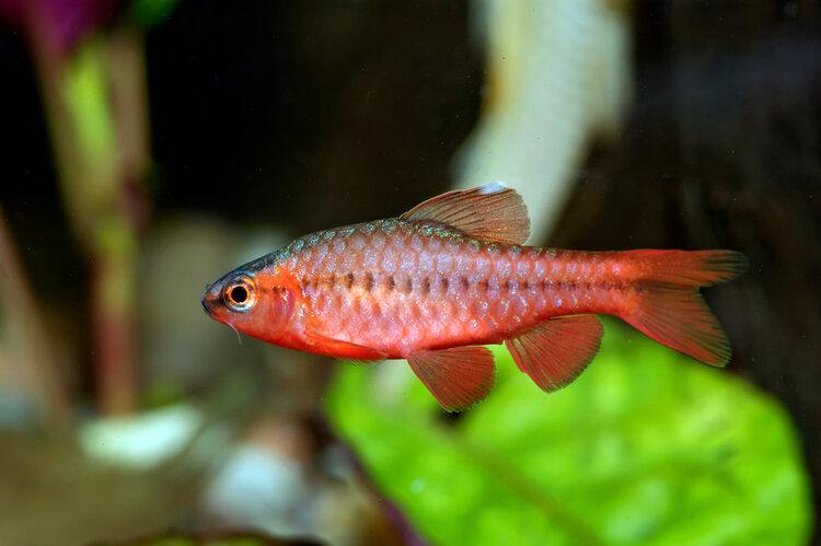 cherry barb fish