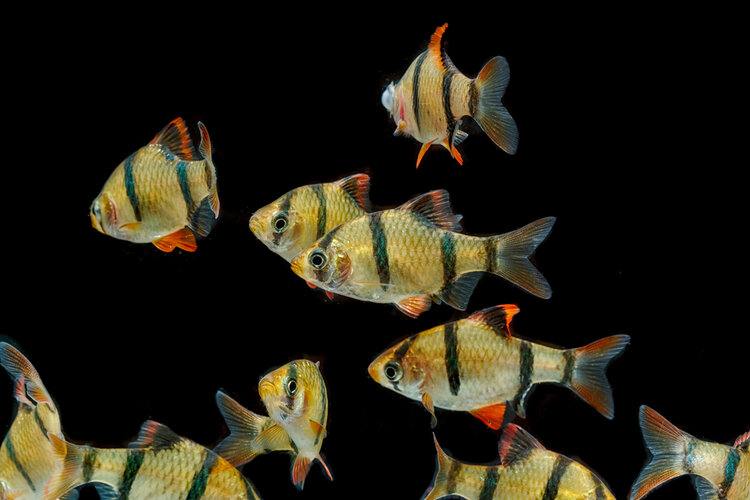 tiger barbs