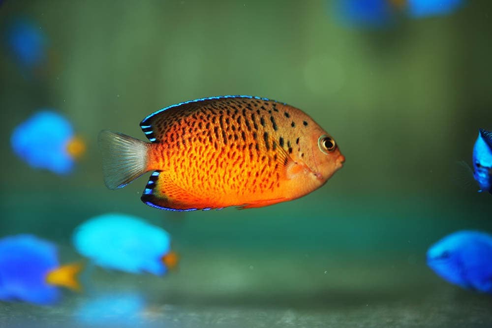 Rusty Angelfish