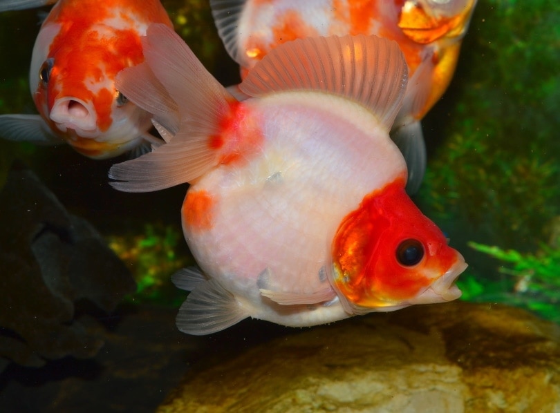 ryukin goldfish in tank