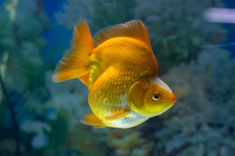ryukin goldfish