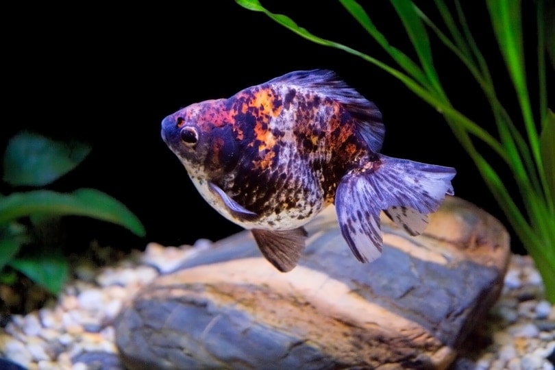 ryukin goldfish
