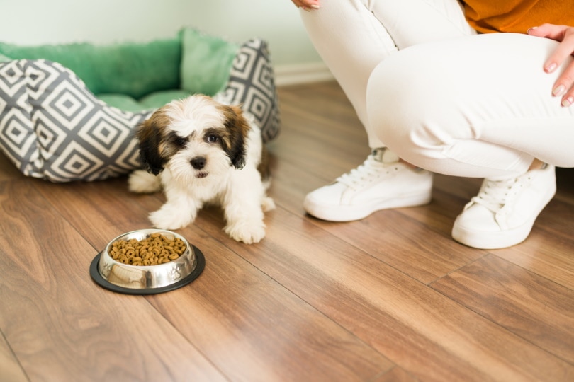 shih tzu near food bowl
