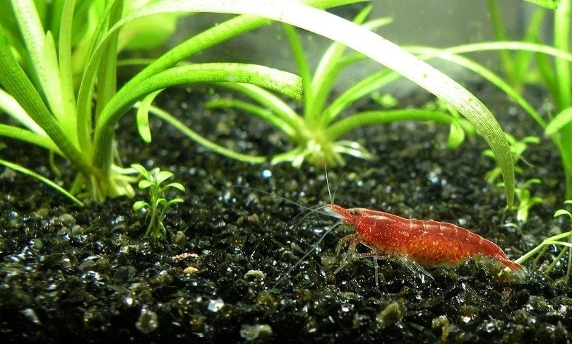 shrimp-pixabay (2)