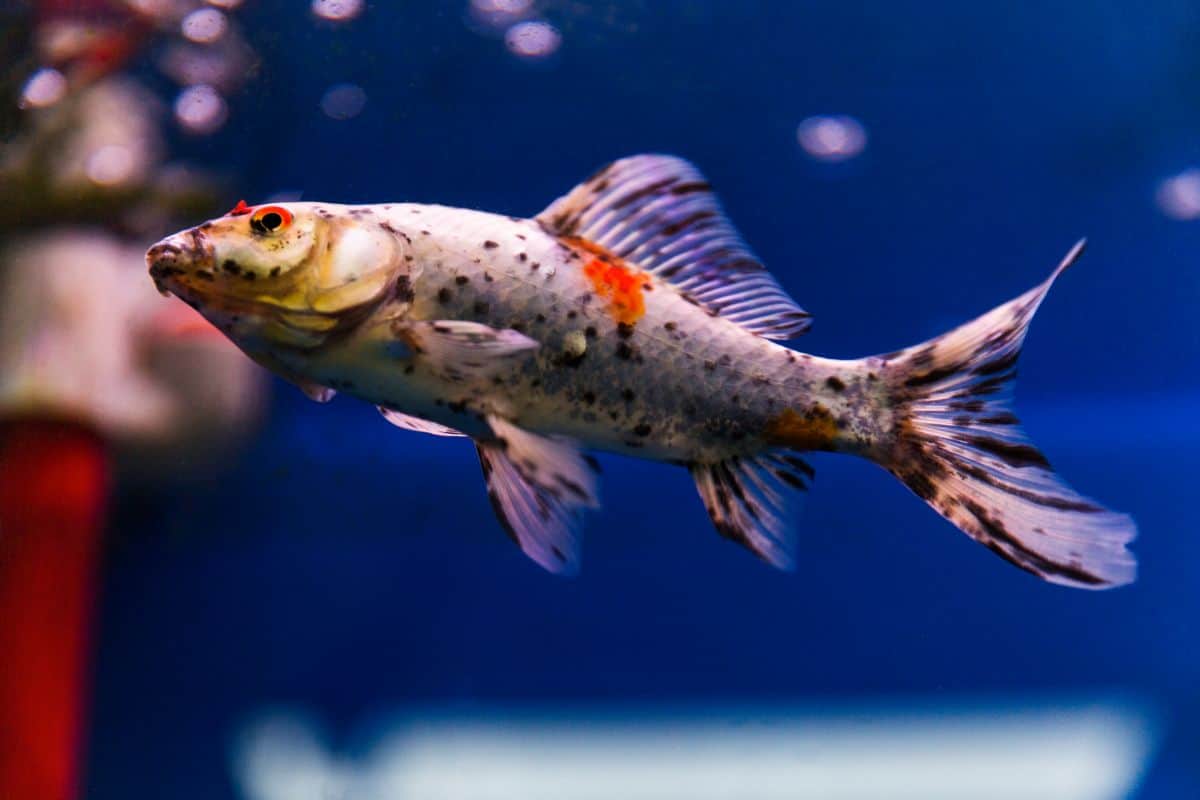 Close up of a shubunkin goldfish swimming