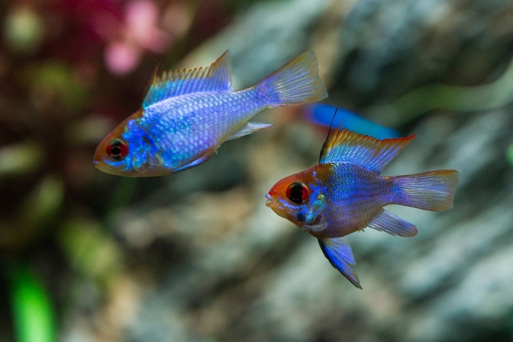 electric blue rams