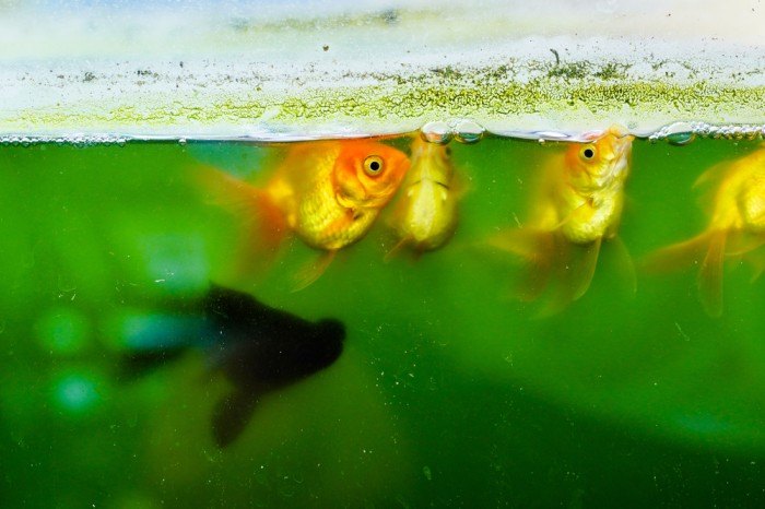 dirty golfish tank