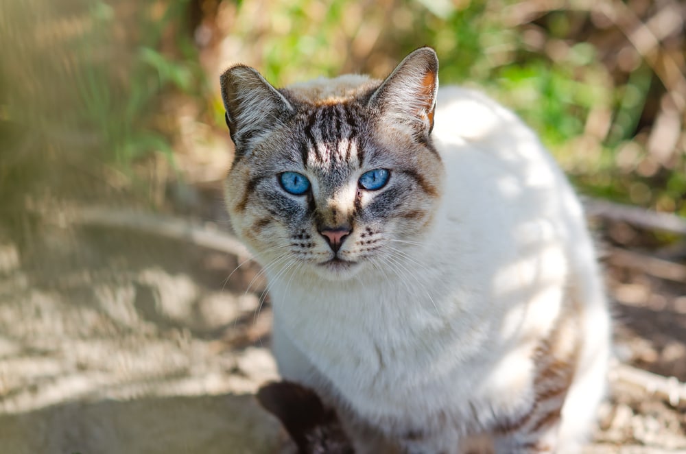 Portrait of a Ojos azules with blue eyes 