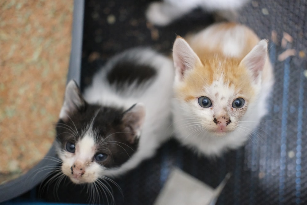 the javanese shorthair kitten was sitting in the cage and looking at the human
