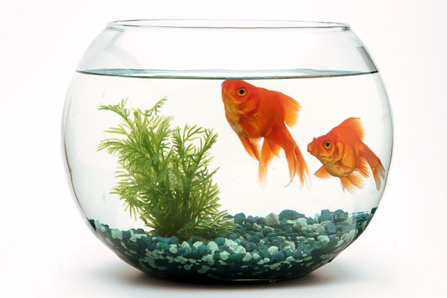 goldfish bowl