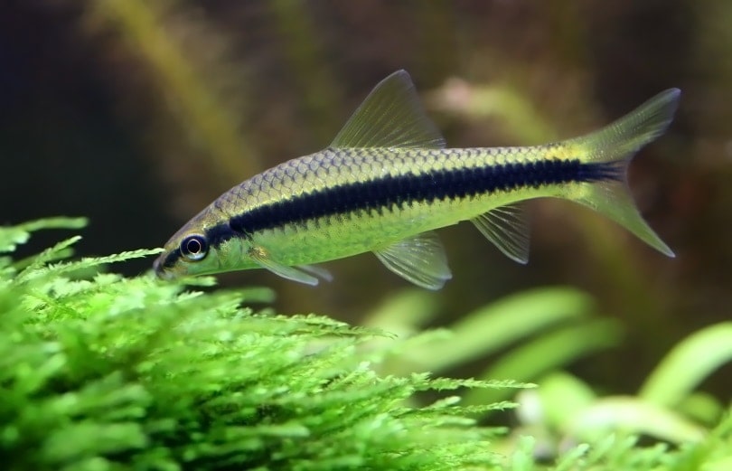 siamese algae eaters in planted aquarium