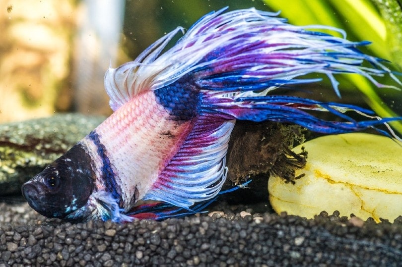 sick betta fish