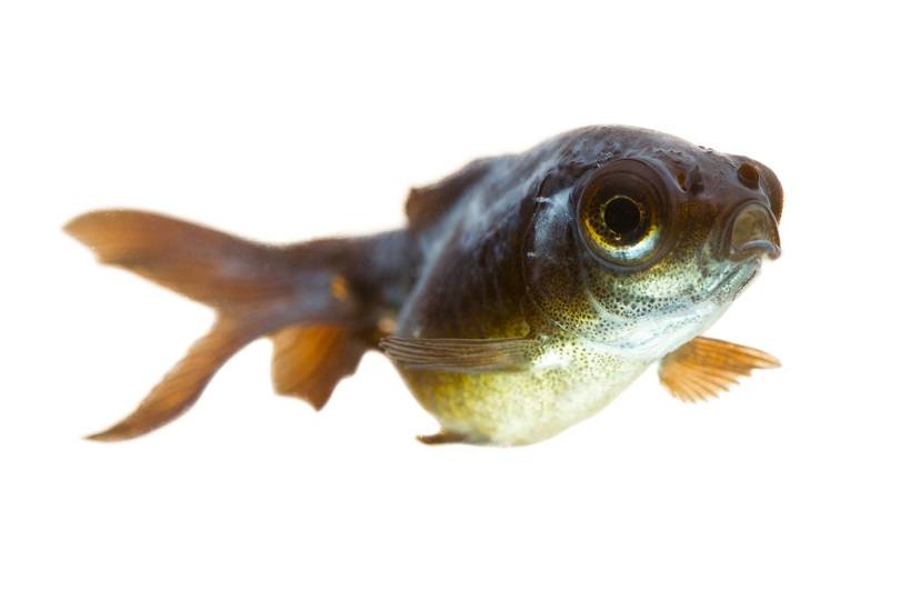 Sick,Goldfish,Fish,Ill,Magnifier,Goldfish,Burn,You,May,Observe