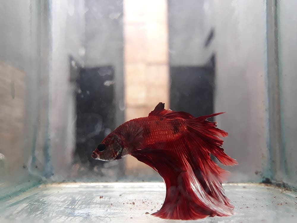 sick red betta fish