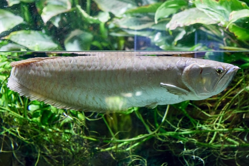 silver arowana in aquarium