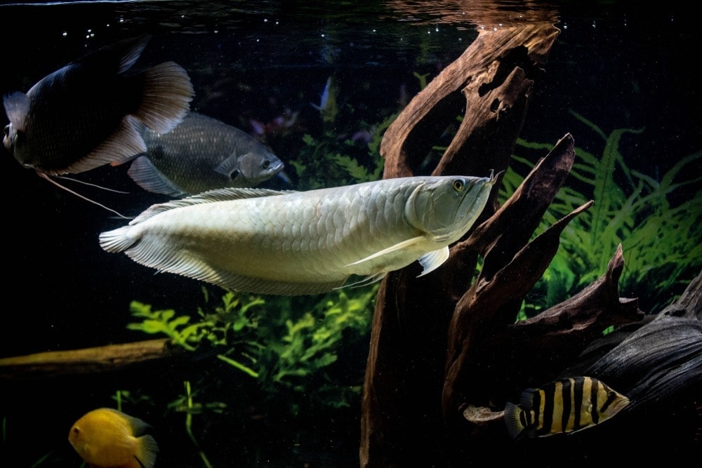 Silver,Arowana,Swiming