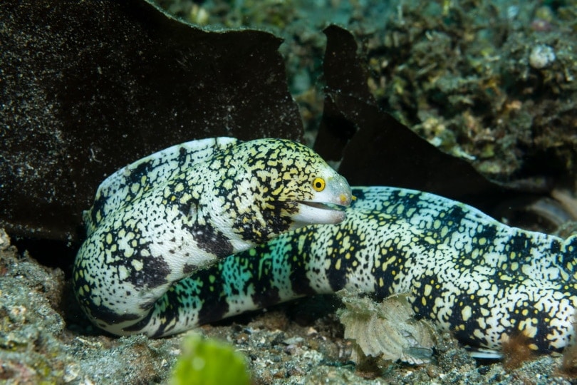 snow flake Eel