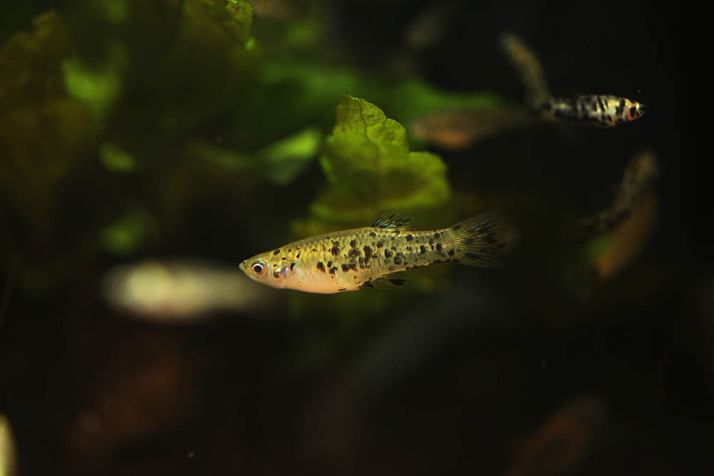 Speckled mosquitofish