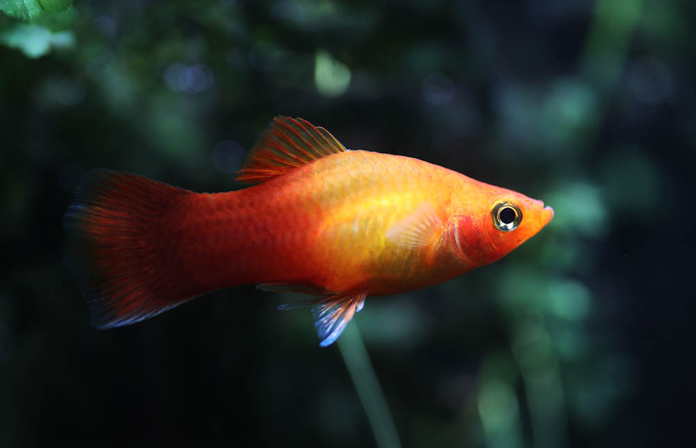 sunset platy