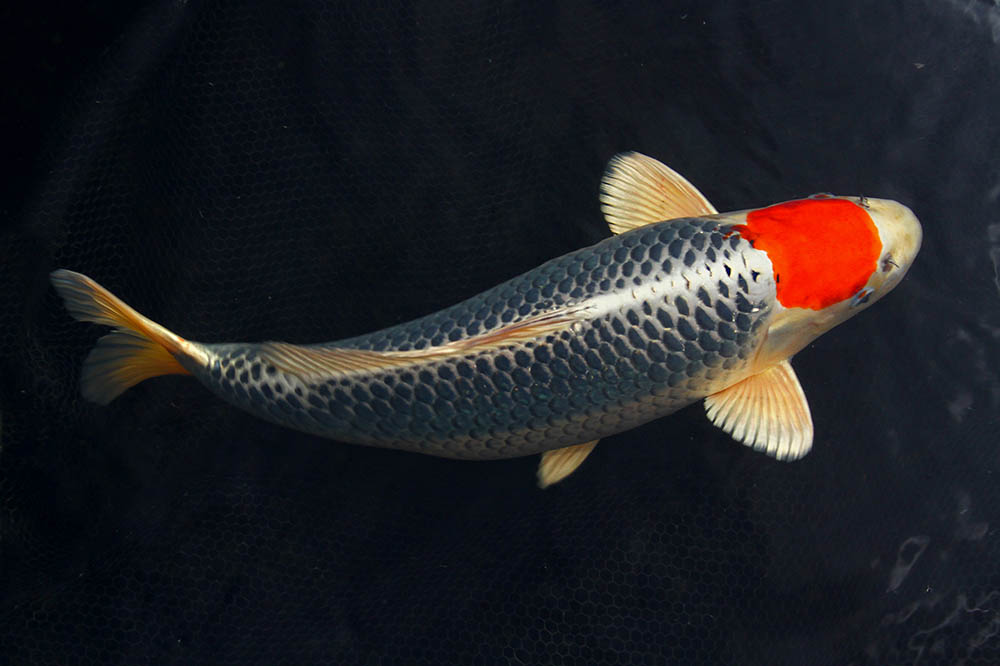 Tancho fish