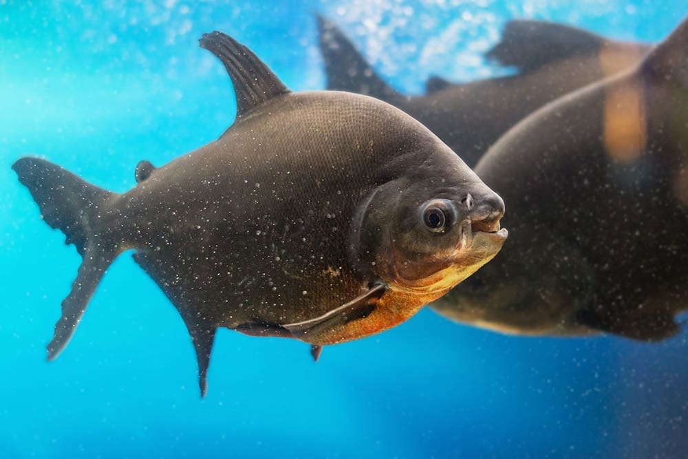 three pacu fish in the tank