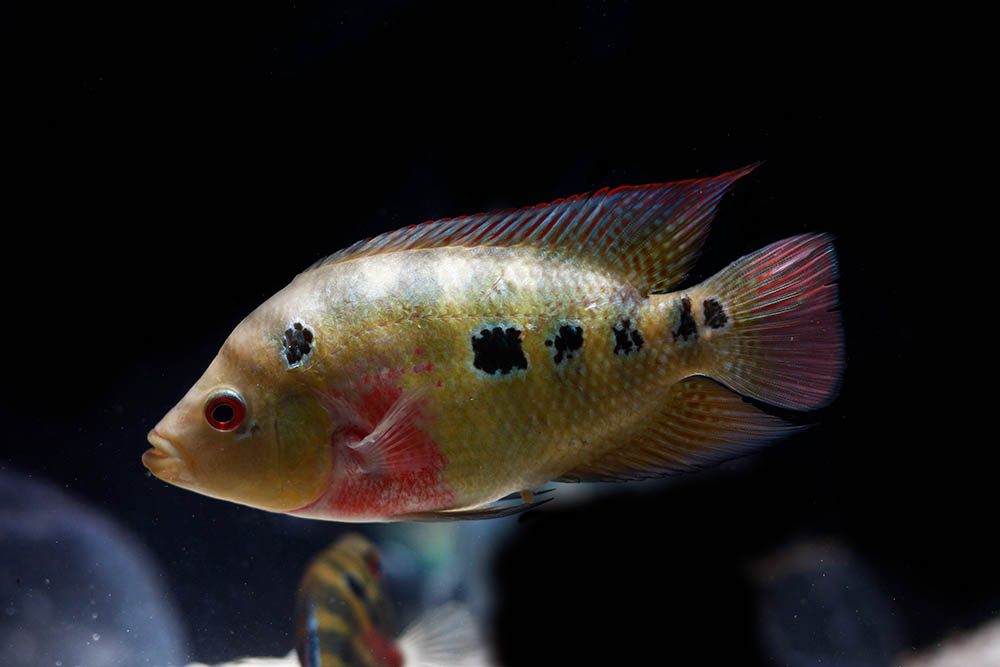 three spot cichlid