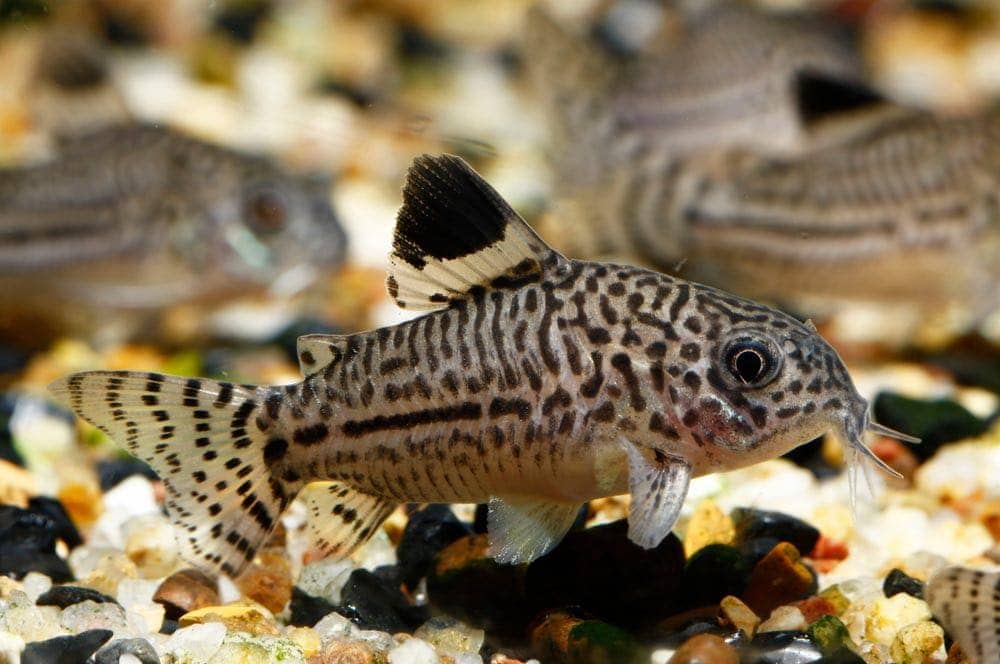 Three stripe Cory (Corydoras trilineatus)