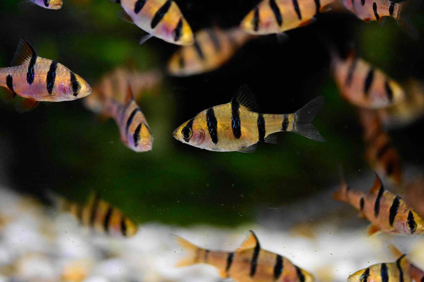 tiger barbs