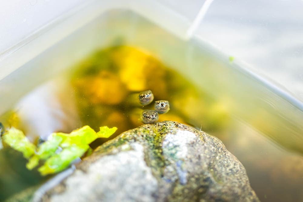 treefrog tadpoles swimming in the aquarium