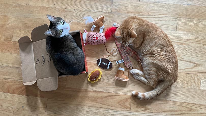 two cats enjoying the meowbox toys