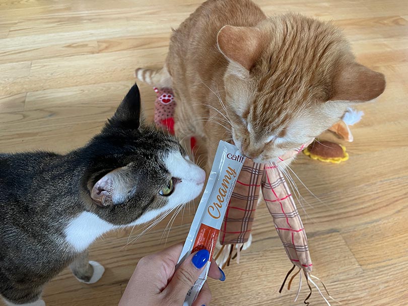 two cats sniffing a treat