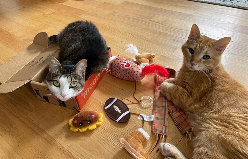 two cats with meowbox toys