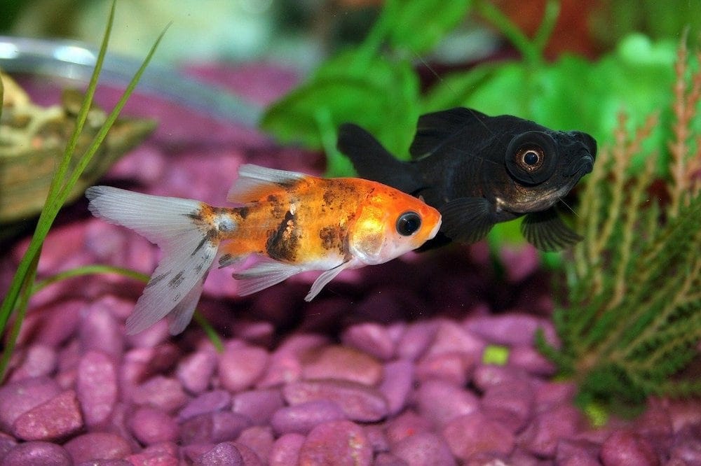 two fish purple gravel