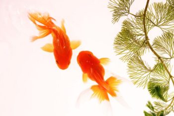 How to Tell the Gender of a Goldfish: Top 5 Methods to Sex Your Fish