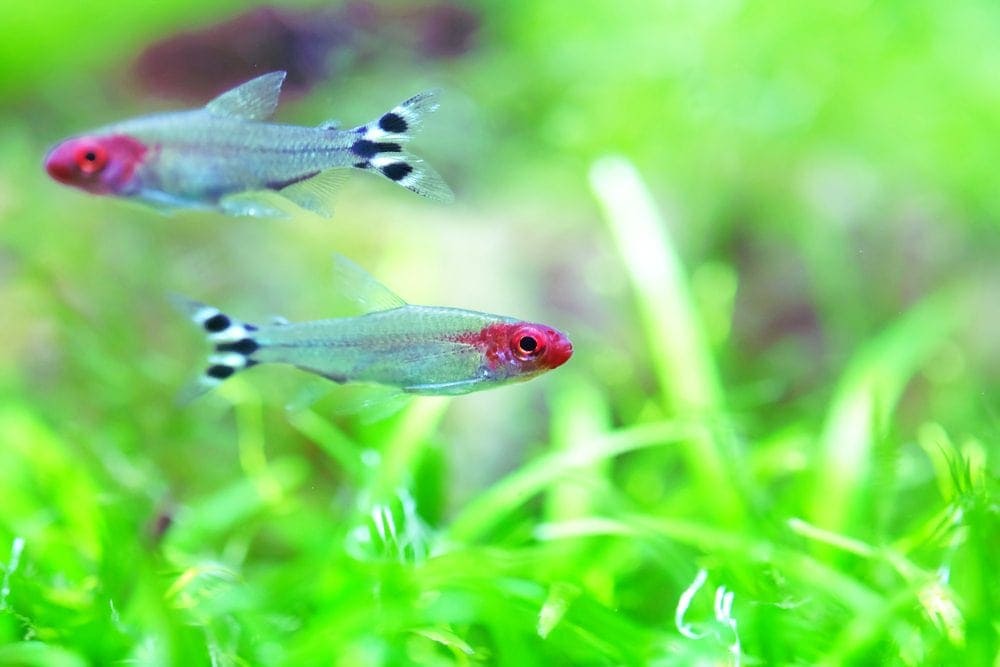 two rummy nose tetras
