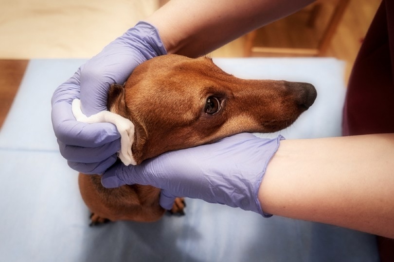 vet cleaning a dachshund's ear