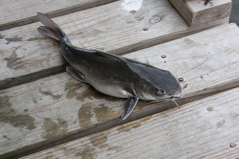 walking catfish