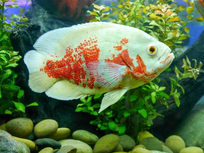 white and orange oscar fish