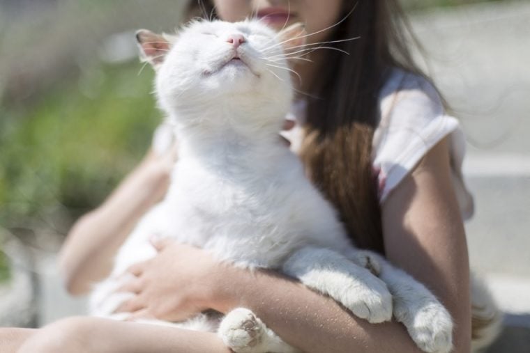 Why Does My Cat Purr All The Time? 6 Likely Reasons | Hepper Pet Resources