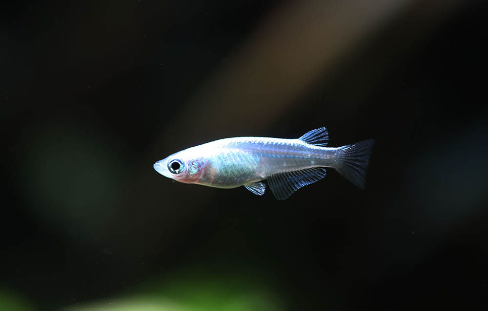 White Japanese Ricefish